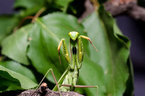 The Significance of the Praying Mantis in Modern Occultism